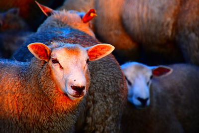 Close-up portrait of sheep