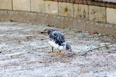 Close-up of bird perching on stone wall