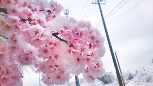 Close-up of pink flowers