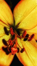 Macro shot of yellow flower