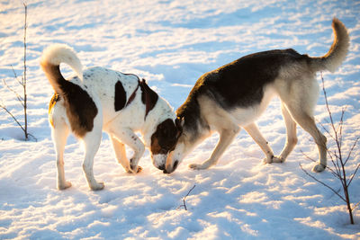 Dogs standing on snow covered land