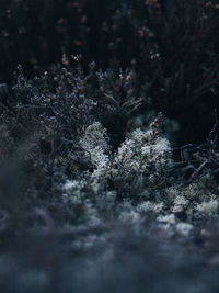 Dark and moody heather at dusk