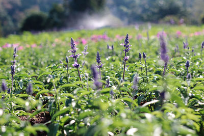 Close-up of purple flowering plants on field