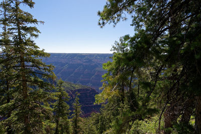 Scenic view of forest against sky