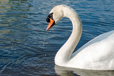 Birds in calm water