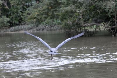 Bird flying over lake