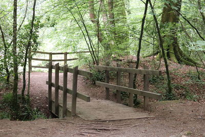 Footpath amidst trees in forest