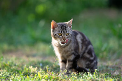 Portrait of a cat on field