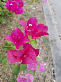 Close-up of flower blooming outdoors