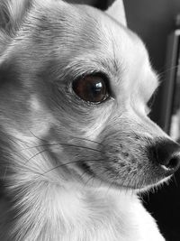 Close-up portrait of dog