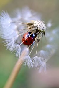 Close-up of ladybug on flower