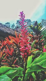 Low angle view of plant against sky