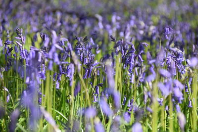 Close-up of purple flowers blooming in field