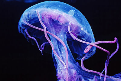 A colorful jellyfish (pelagia noctluca) in the channel islands, socal