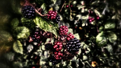 Close-up of red berries