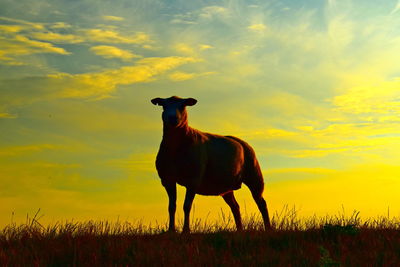 Horse standing on field against sky during sunset