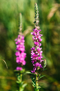 Close-up of purple flowering plant on field