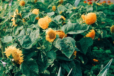 Close-up of yellow flowering plants