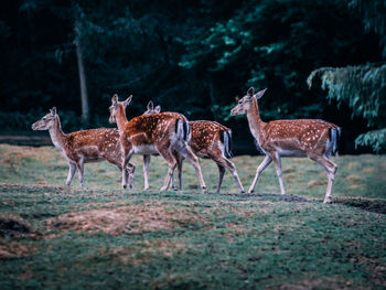 Deer standing in a field