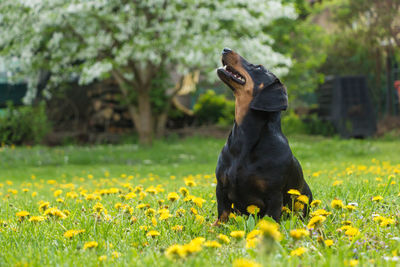 View of dog on field