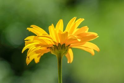 Close-up of yellow flowering plant