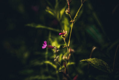 Close-up of pink flowering plant