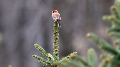 Close-up of bird perching on plant