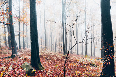 Trees in forest during autumn