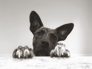 Portrait of dog lying down