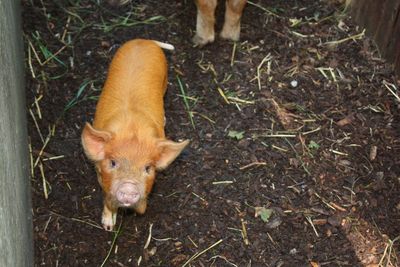 High angle view of pig on field