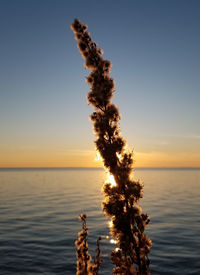 Plant against sea during sunset