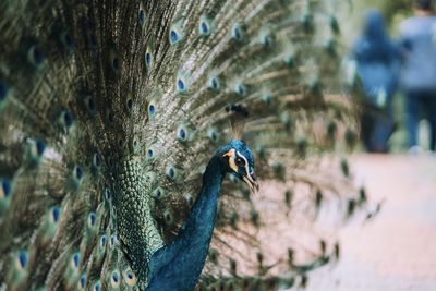 Close-up of peacock