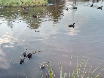 High angle view of ducks swimming in lake