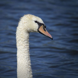 Close-up of bird