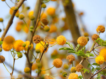 Close-up of yellow flowering plant