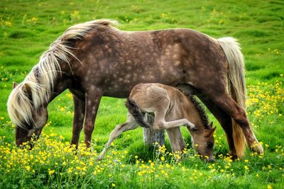 Horses grazing on field