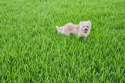 Dog running on grass