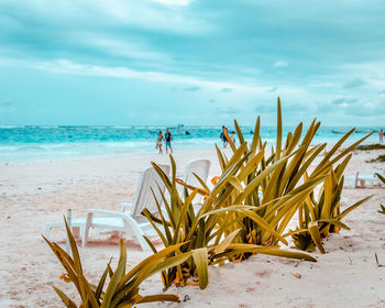 Plants growing on beach against sky