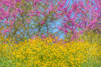 Full frame of yellow flowering plants