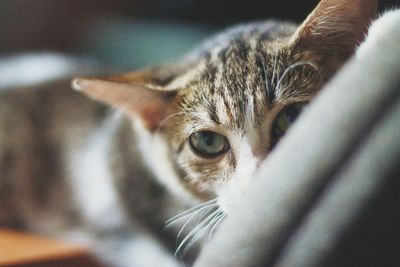 Close-up portrait of cat