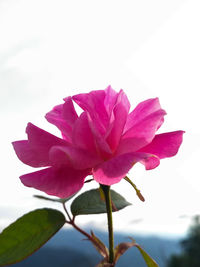 Close-up of pink flowering plant against sky