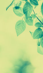 Close-up of leaves against sky