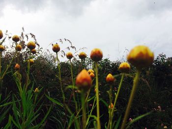 Close-up of yellow flowers growing in field against sky