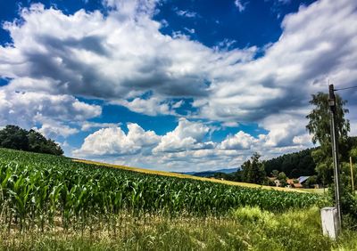 Scenic view of agricultural field against sky