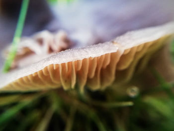 Close-up of mushroom growing outdoors