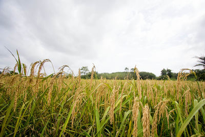 Agricultural field against sky