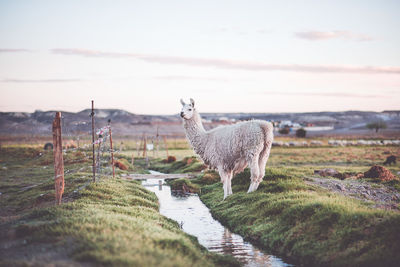 Llama on field against sky