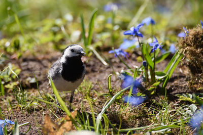 High angle view of bird on field