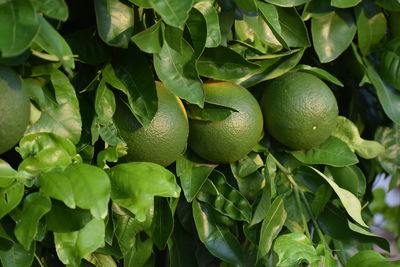 Close-up of fruits growing on tree