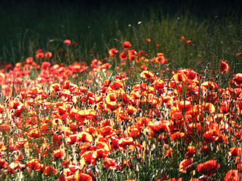 Close-up of red poppy flowers on field